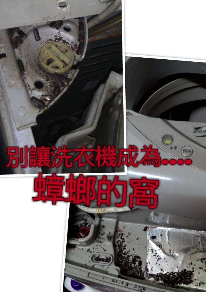 別讓洗衣機成為蟑螂的窩