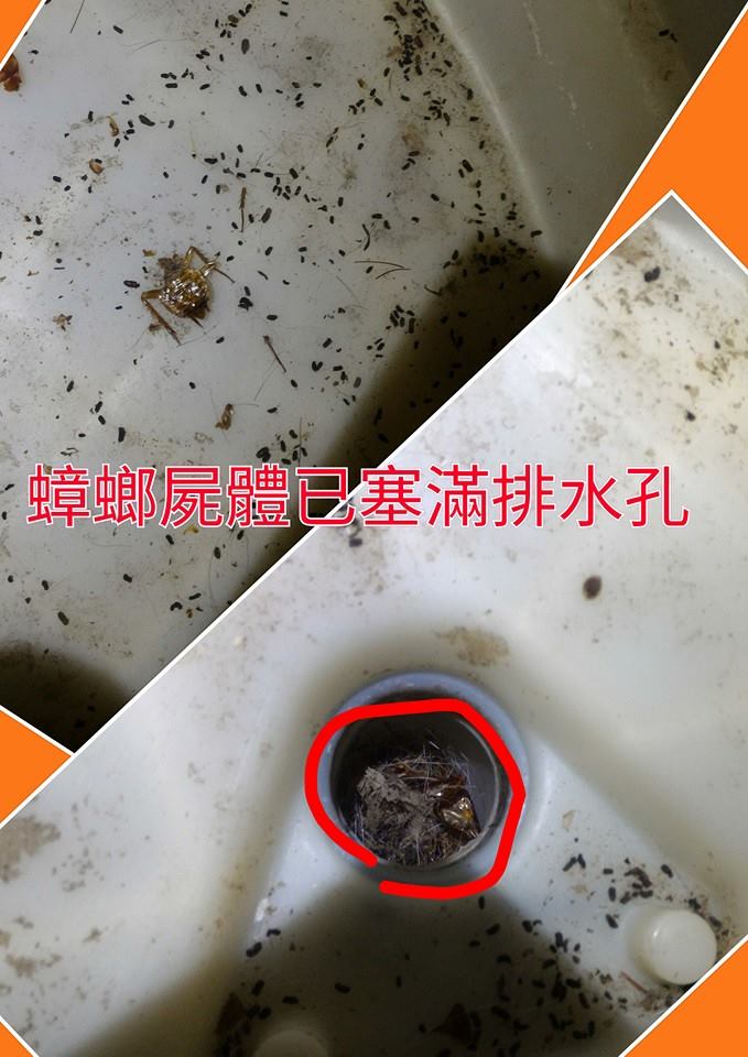 蟑螂屍體已塞滿排水孔