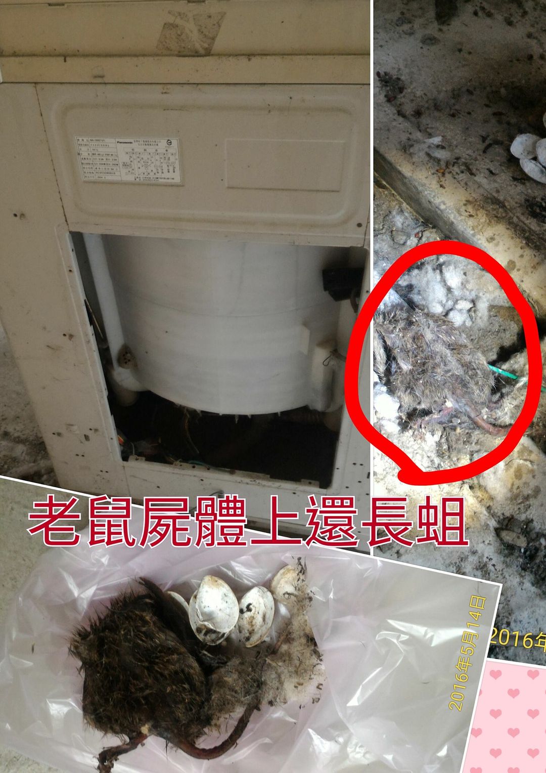 洗衣機底盤容易成為老鼠的聚集地