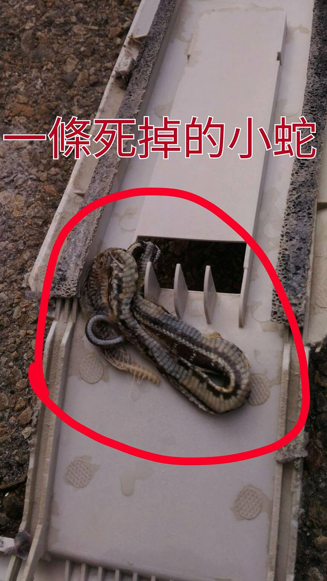 今日拆開來看裡面竟是一條小蛇