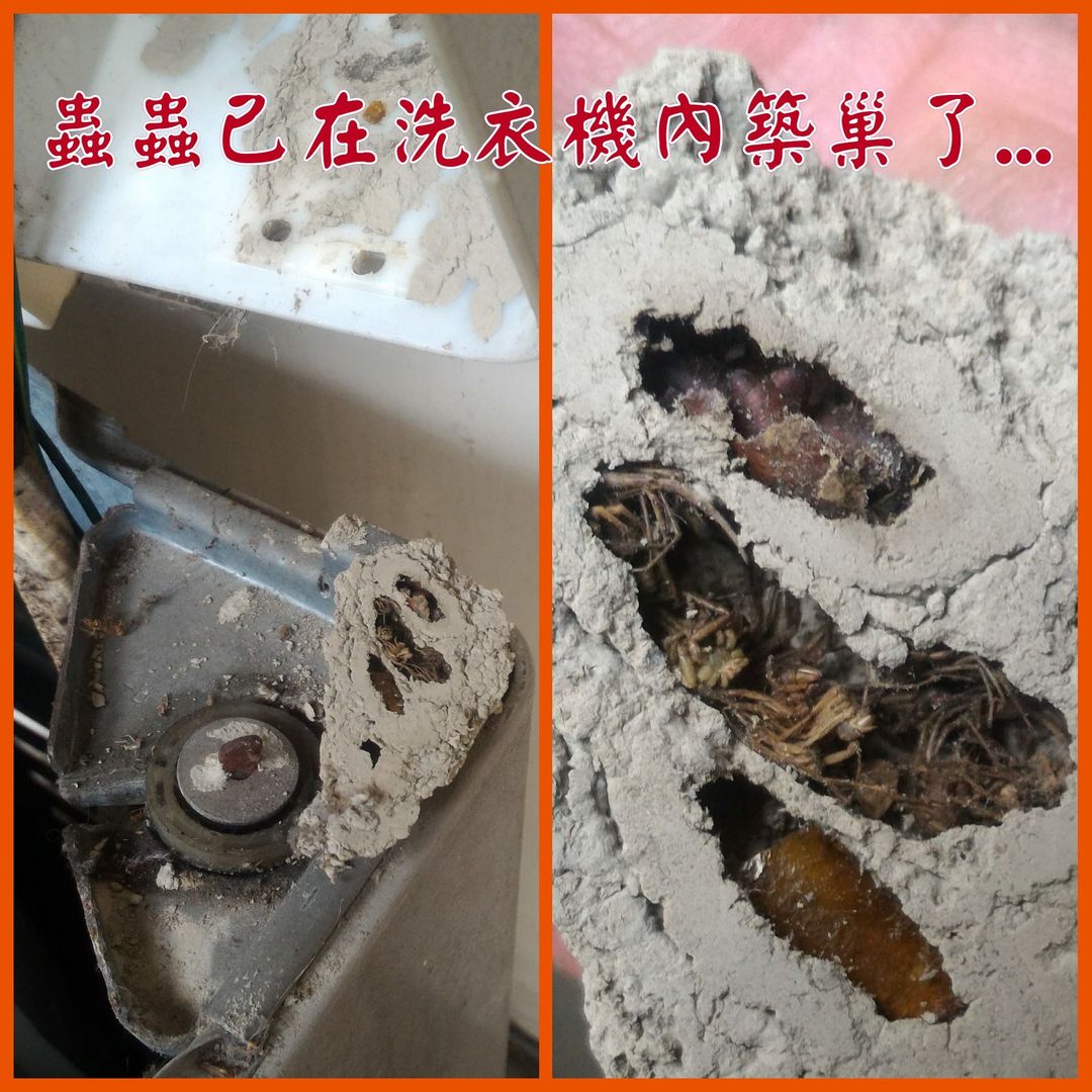 蟲蟲已在洗衣機內築巢