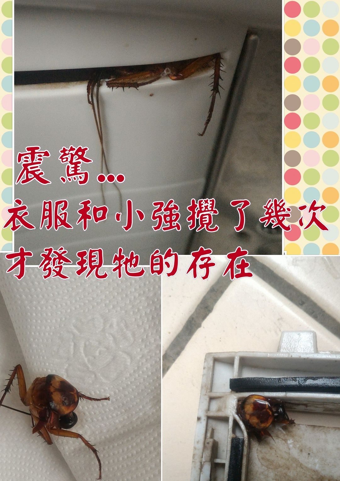 震驚衣服和小強攪了幾次
