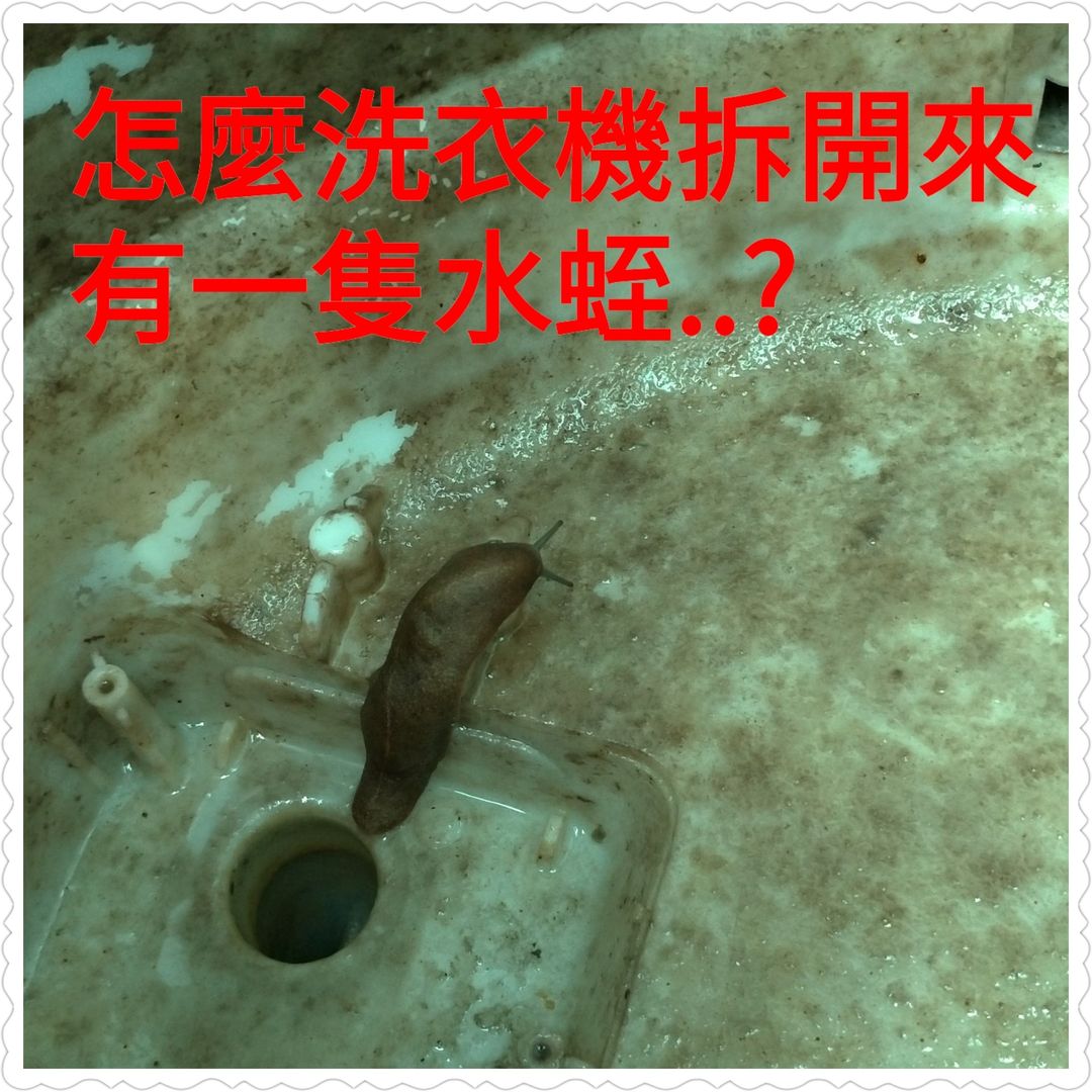 怎麼洗衣機拆開來，有一隻水蛭